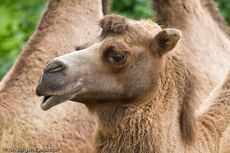 Kamel (49 von 108).jpg